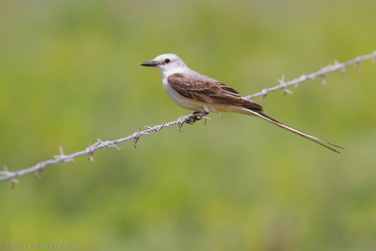 Scissor-tailed Flycatcher - Davey Walters