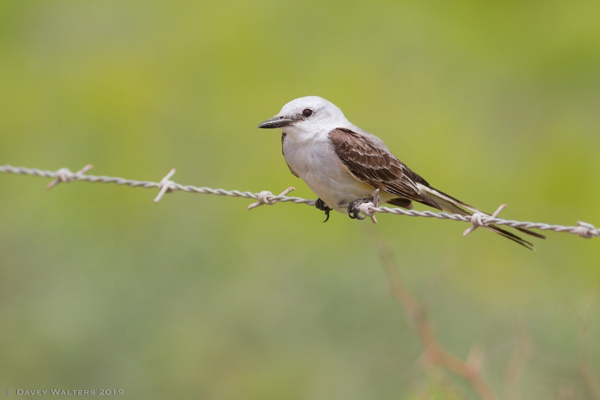 Scissor-tailed Flycatcher - ML166026271