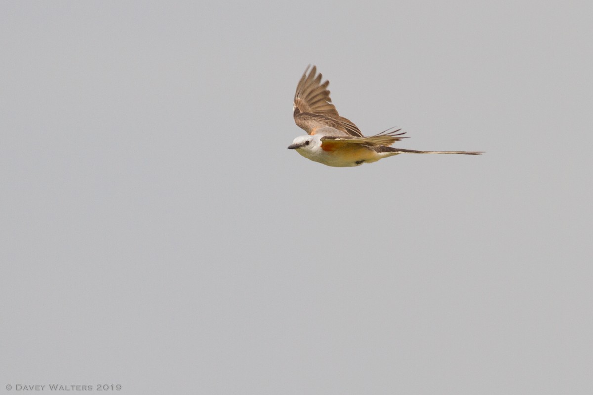 Scissor-tailed Flycatcher - ML166026281