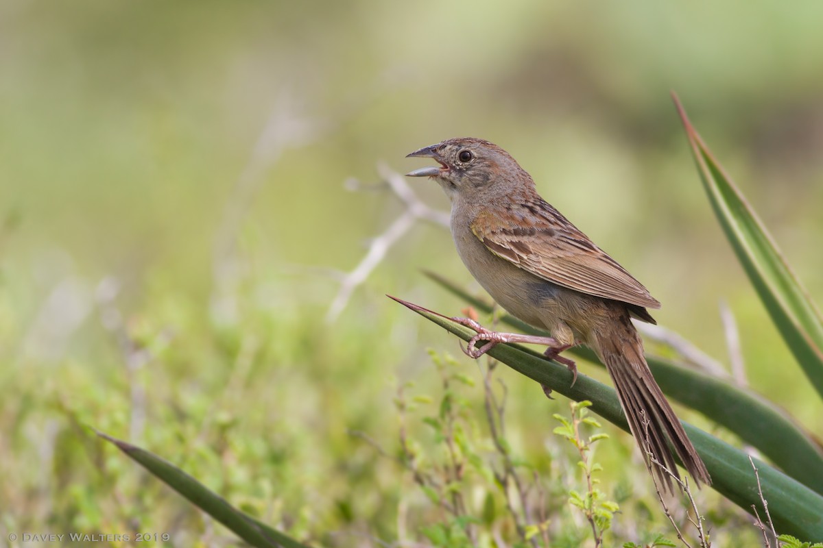 Botteri's Sparrow - ML166026391