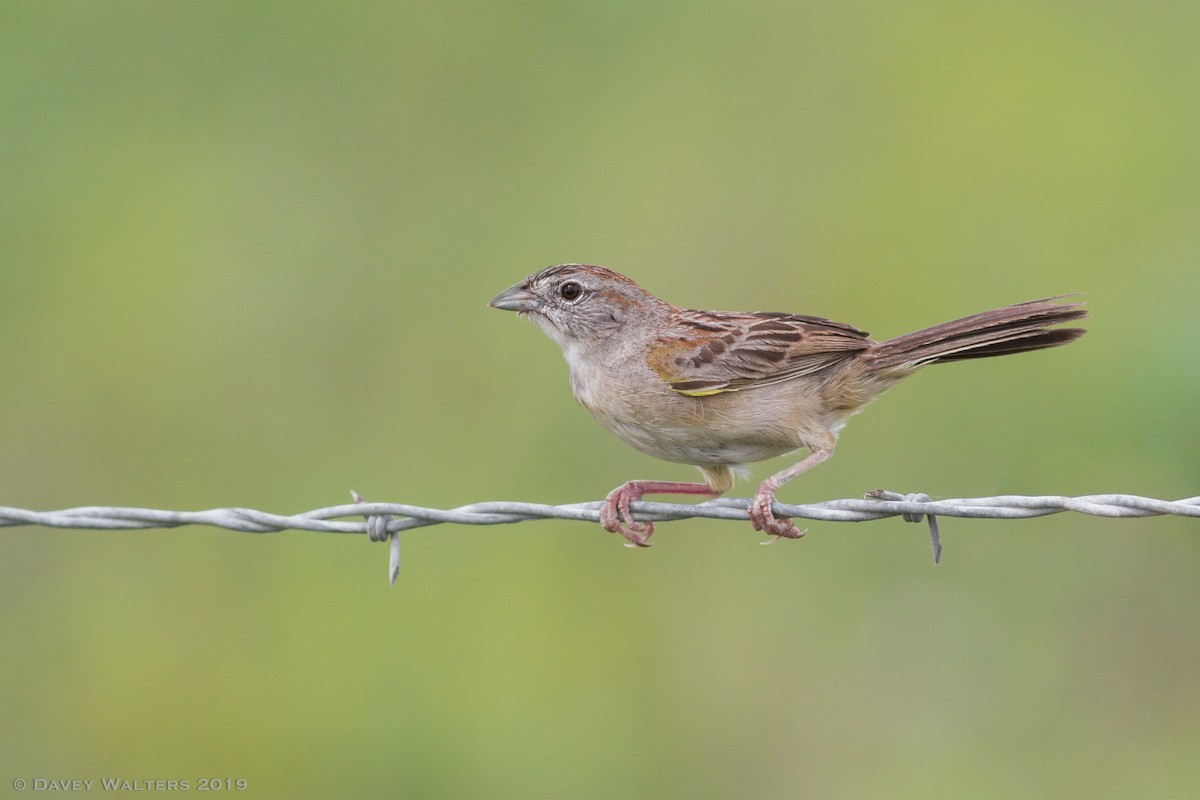 Botteri's Sparrow - ML166026571