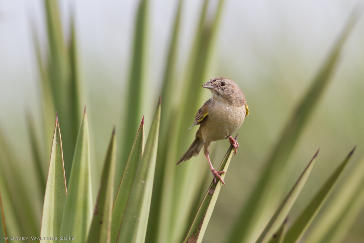 Botteri's Sparrow - ML166026591