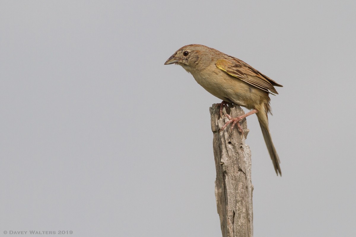 Botteri's Sparrow - ML166026601