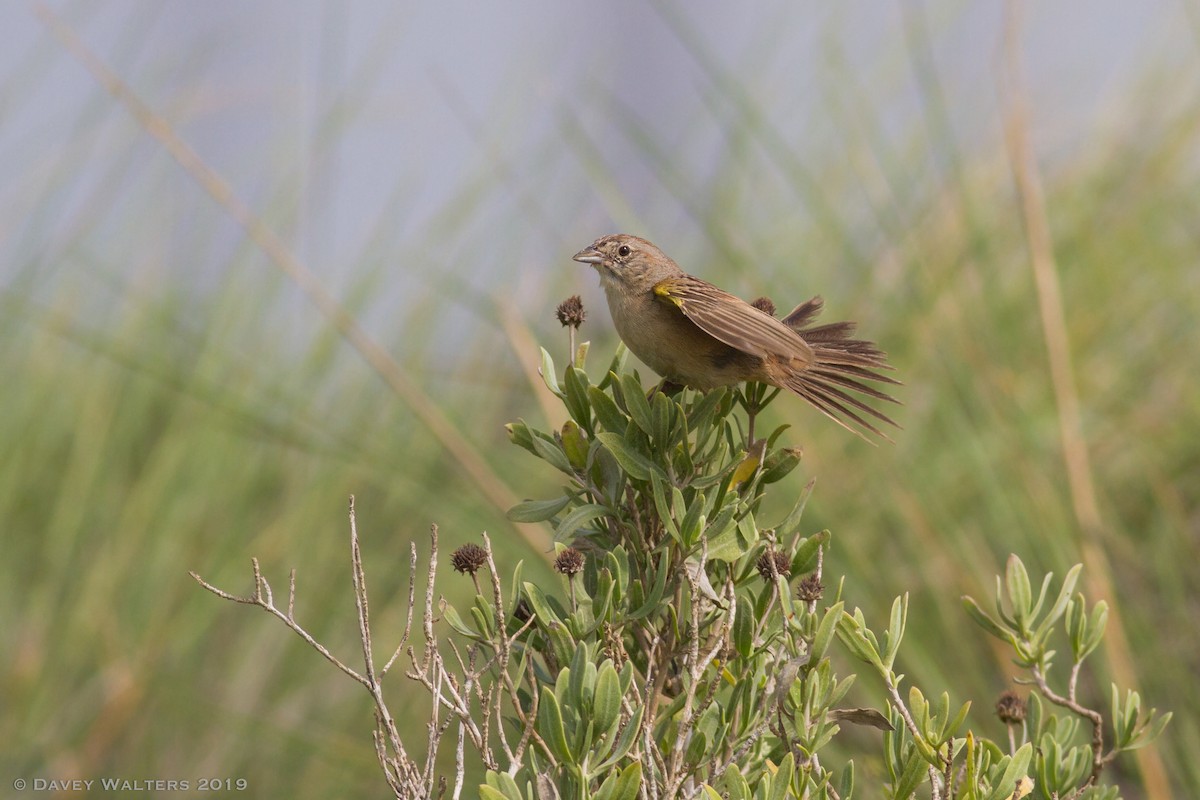 Botteri's Sparrow - ML166026661