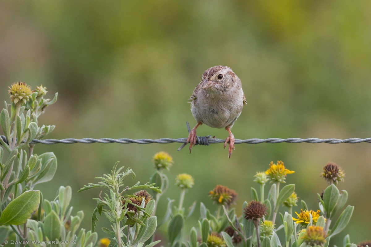 Cassin's Sparrow - ML166026761