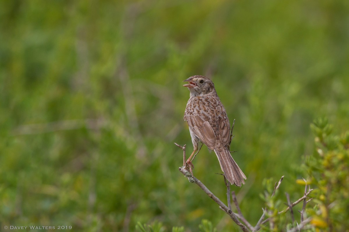 Cassin's Sparrow - ML166026771