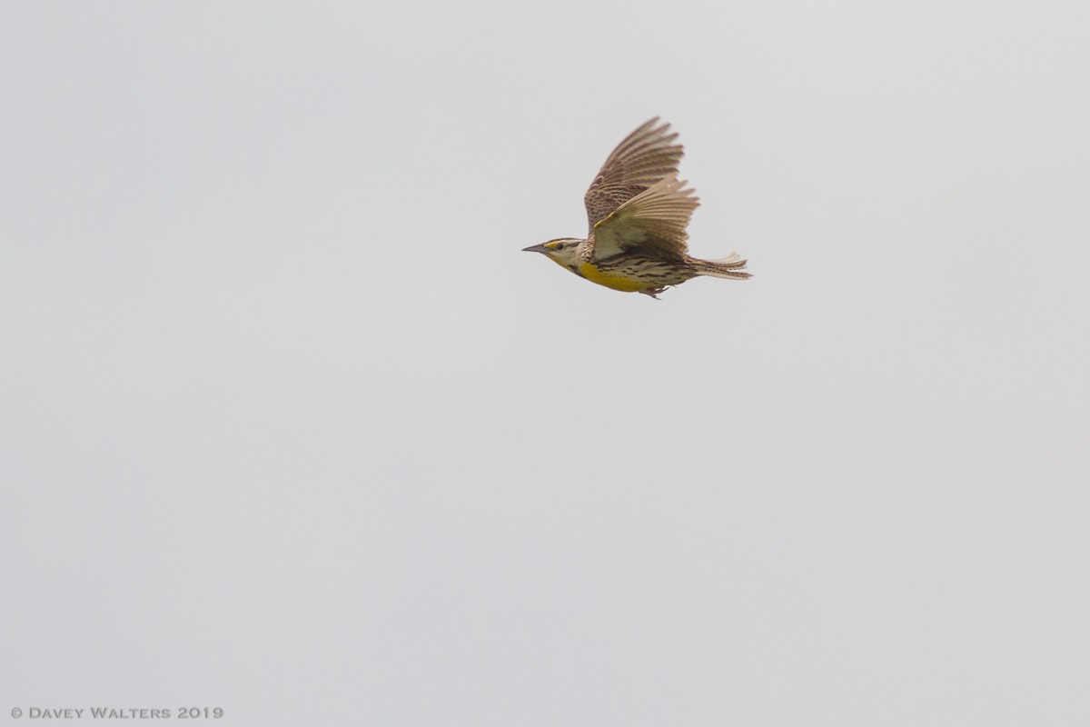 Eastern Meadowlark - Davey Walters