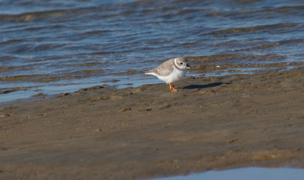 Piping Plover - ML166029351