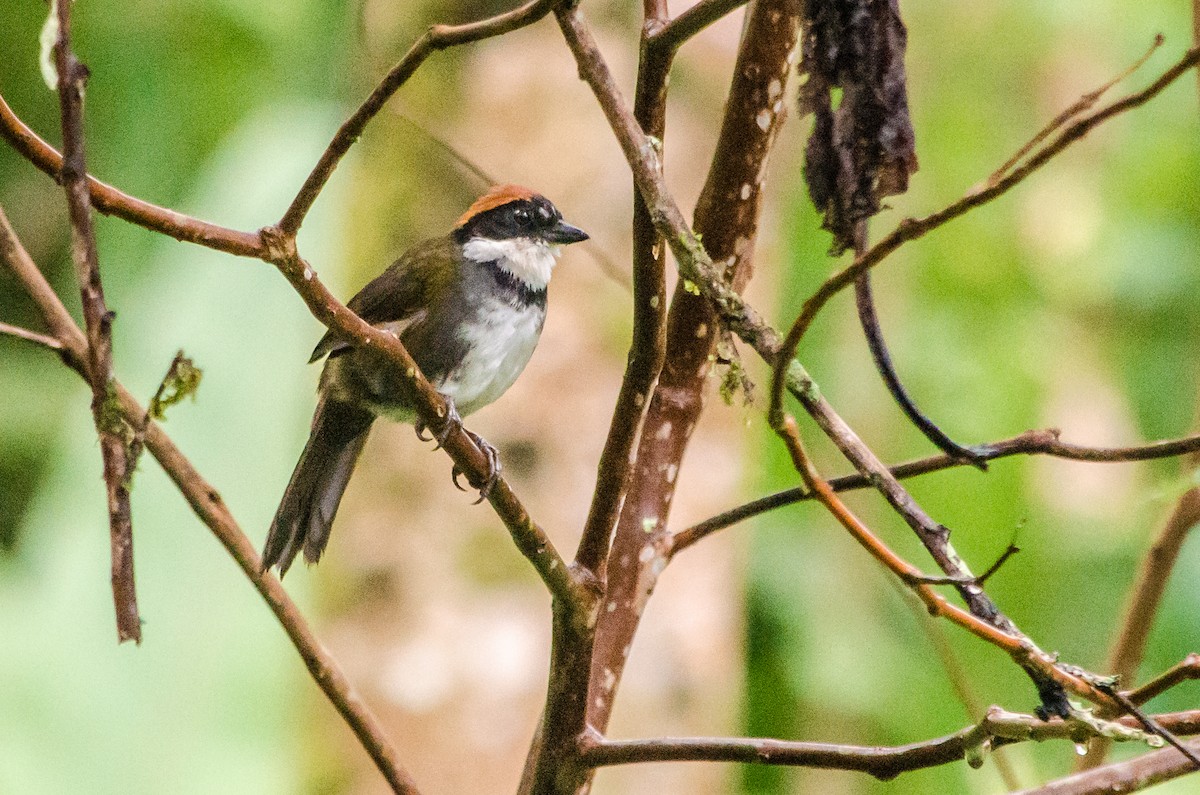 Chestnut-capped Brushfinch - ML166029541