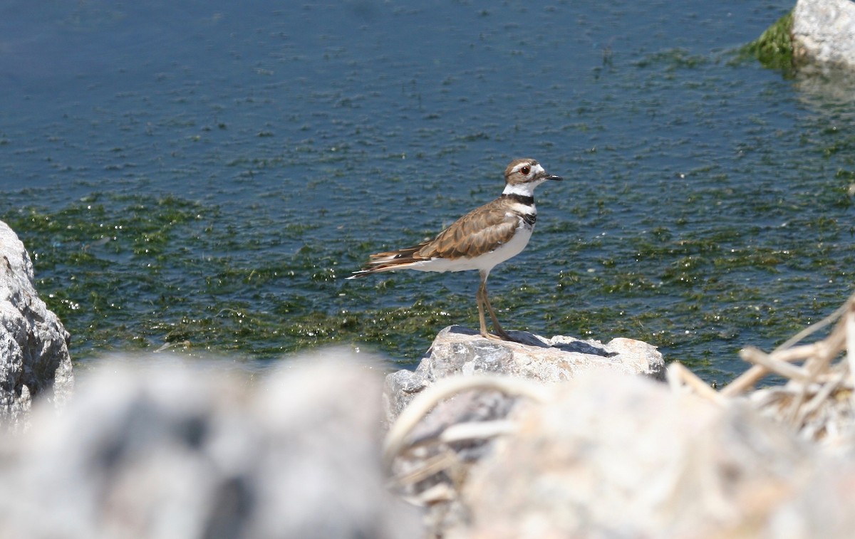 Killdeer - ML166029581