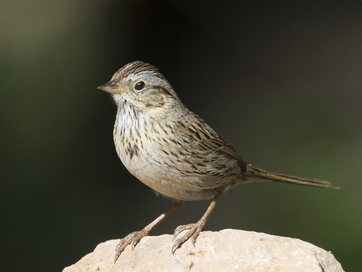 Lincoln's Sparrow - pierre martin