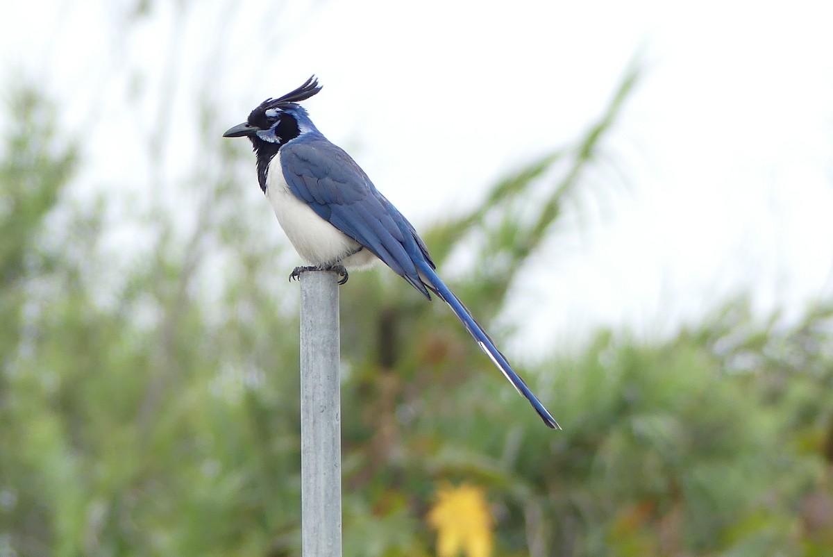 Black-throated Magpie-Jay - ML166031241