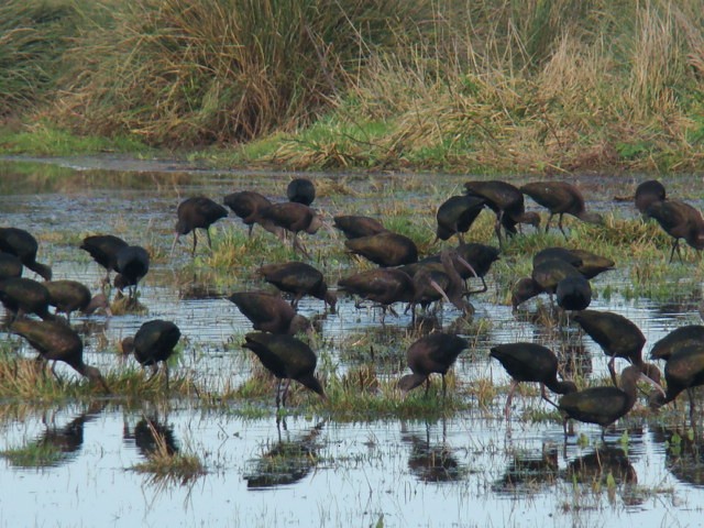 White-faced Ibis - ML166033621