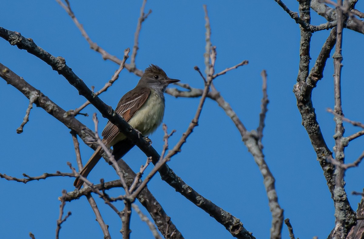 Great Crested Flycatcher - Guy Tremblay