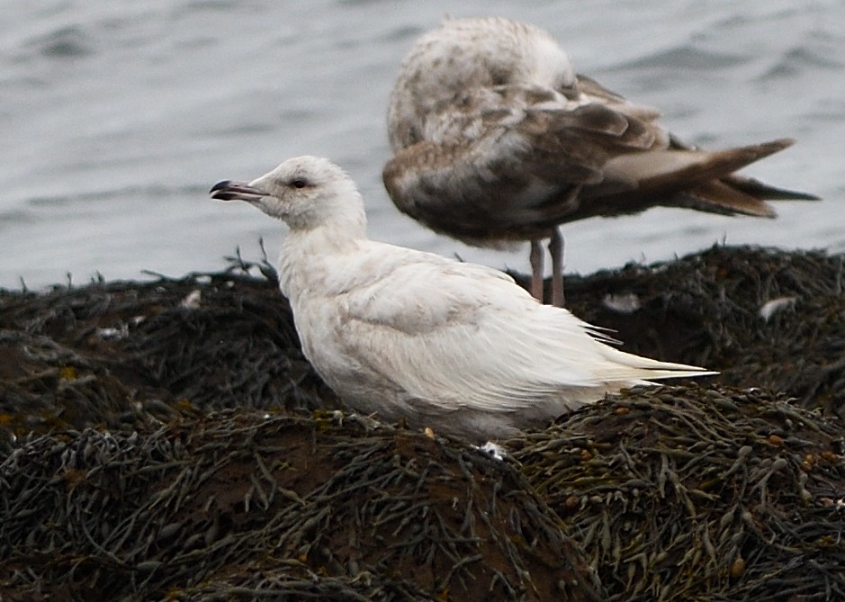 Iceland Gull (kumlieni) - ML166036001