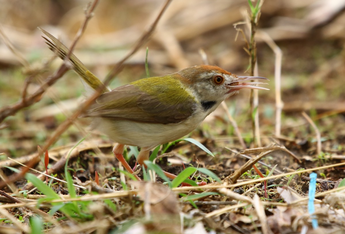 Common Tailorbird - ML166037551