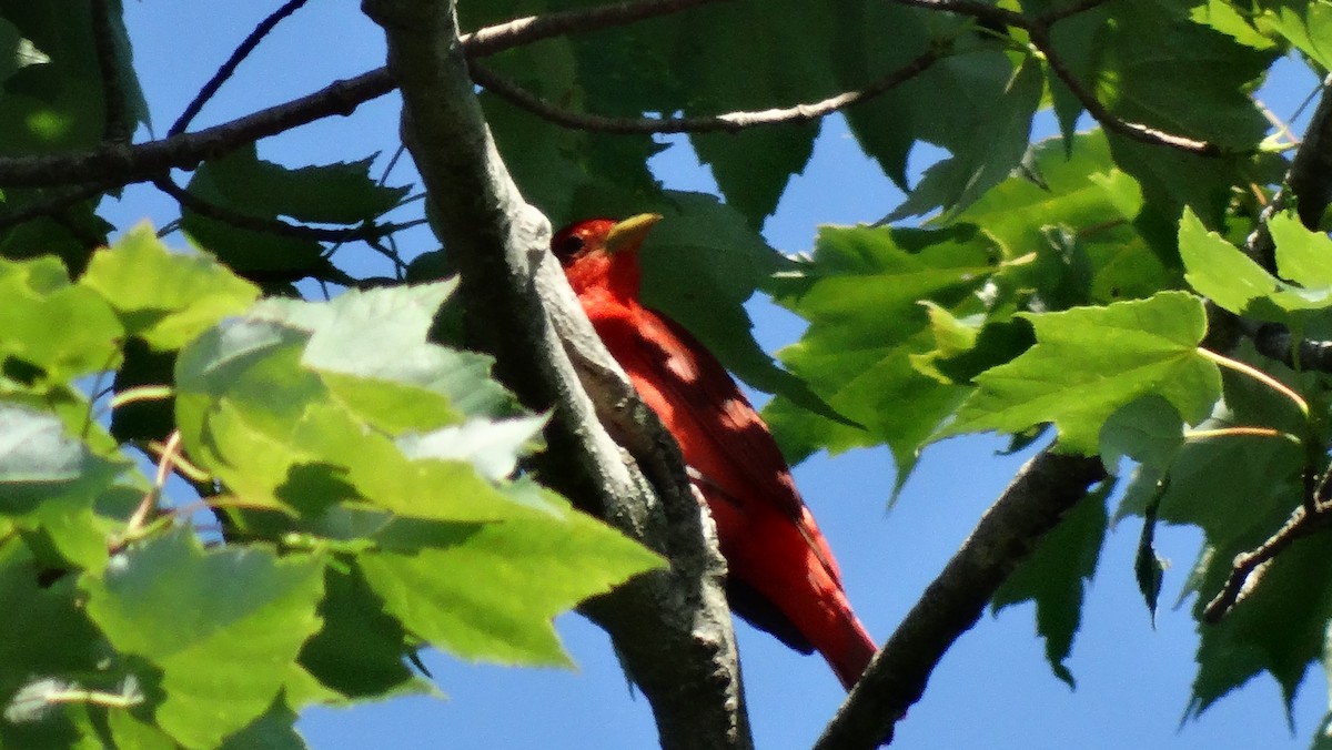 Summer Tanager - ML166038041