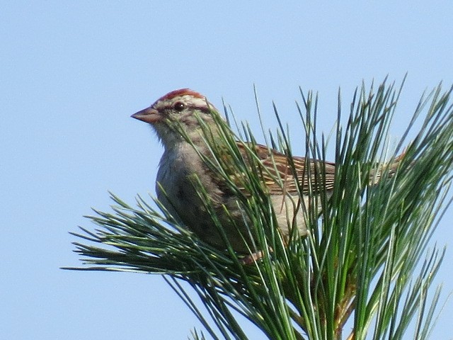 Chipping Sparrow - ML166039171