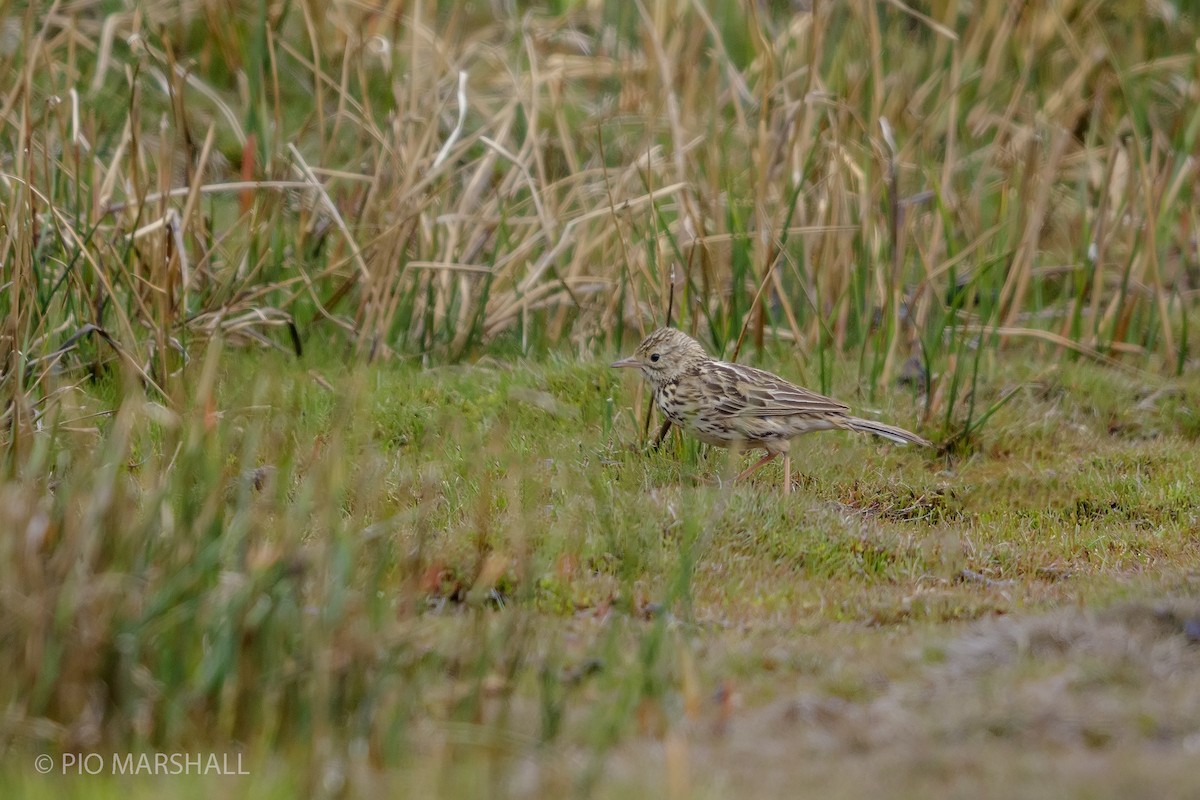 Correndera Pipit - ML166039451