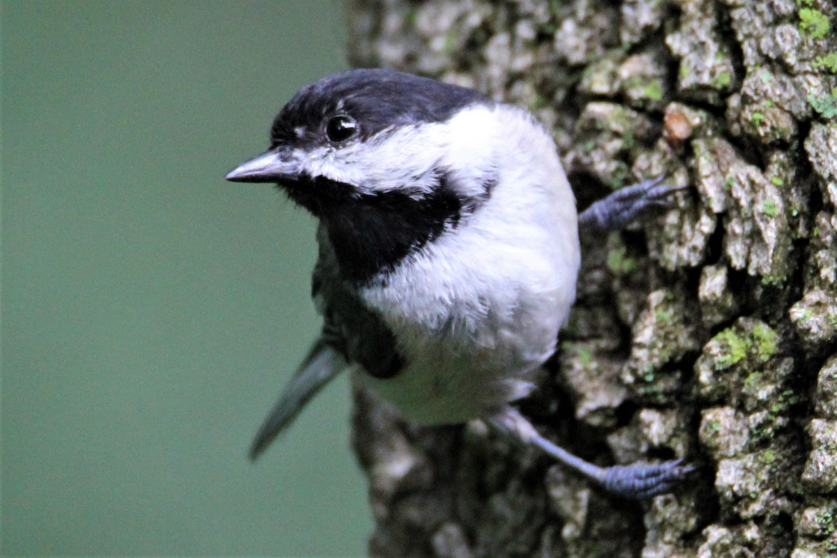 Mésange à tête noire - ML166041271