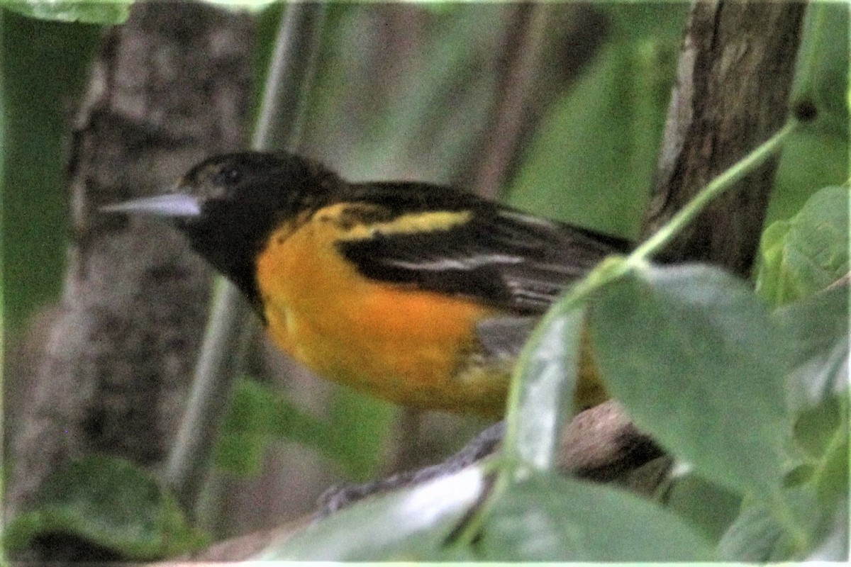 Oriole de Baltimore - ML166041591