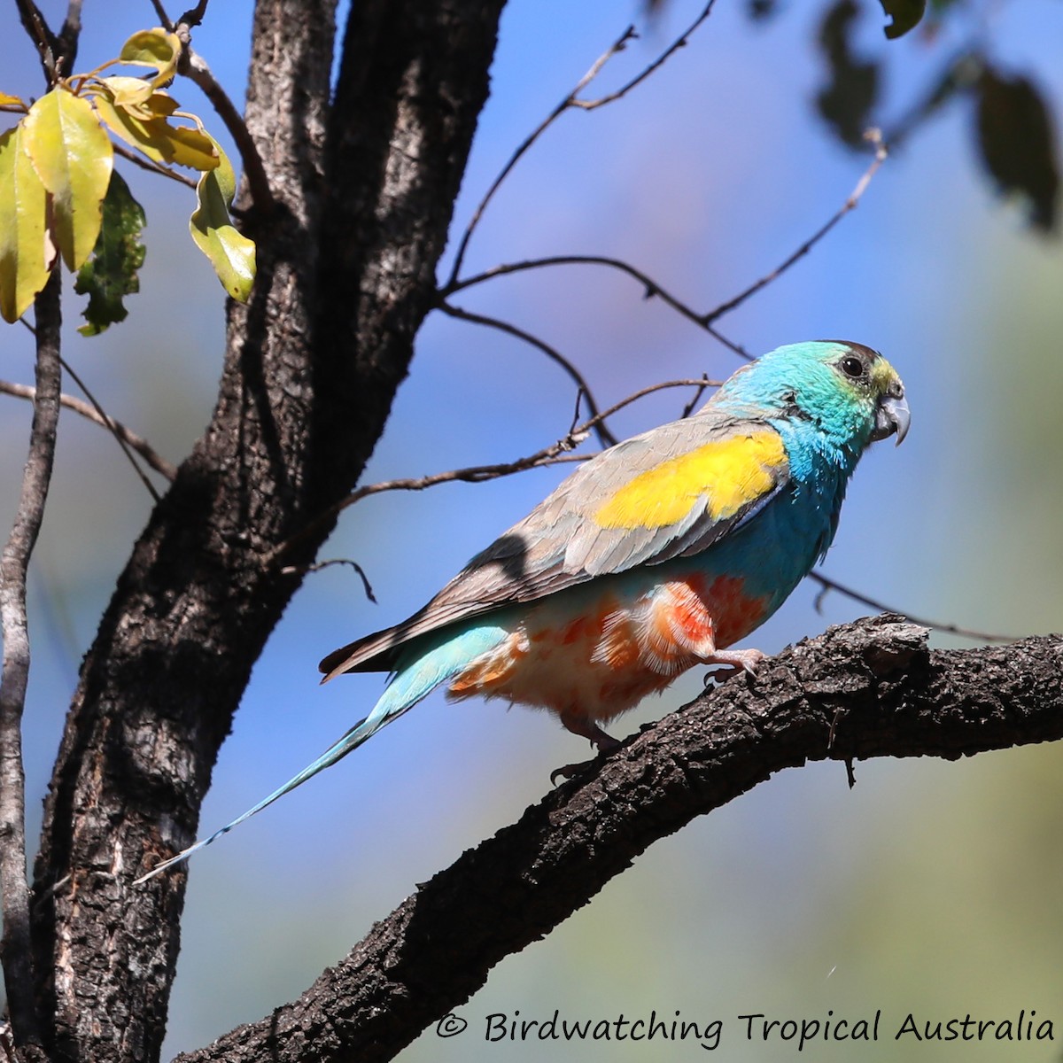 Golden-shouldered Parrot - Doug Herrington || Birdwatching Tropical Australia Tours