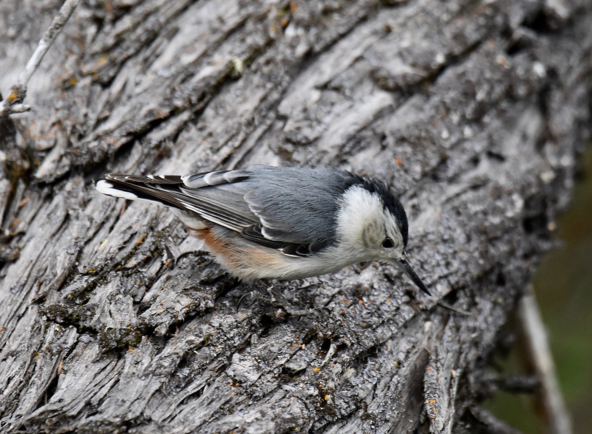 White-breasted Nuthatch - ML166042621