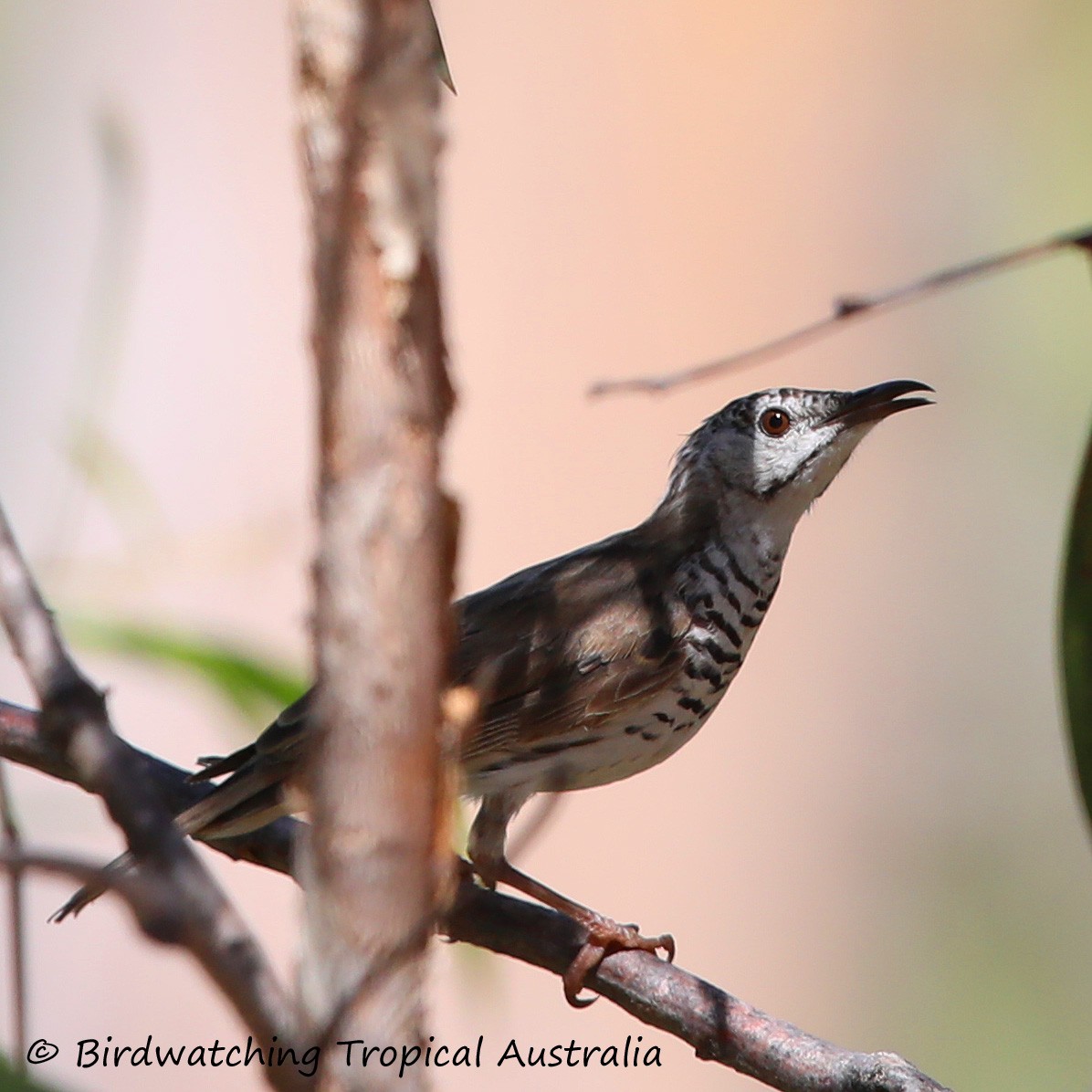 Bar-breasted Honeyeater - Doug Herrington || Birdwatching Tropical Australia Tours