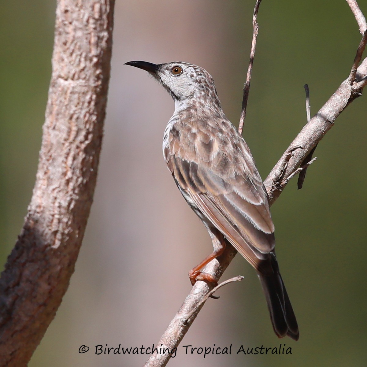 Bar-breasted Honeyeater - ML166042691