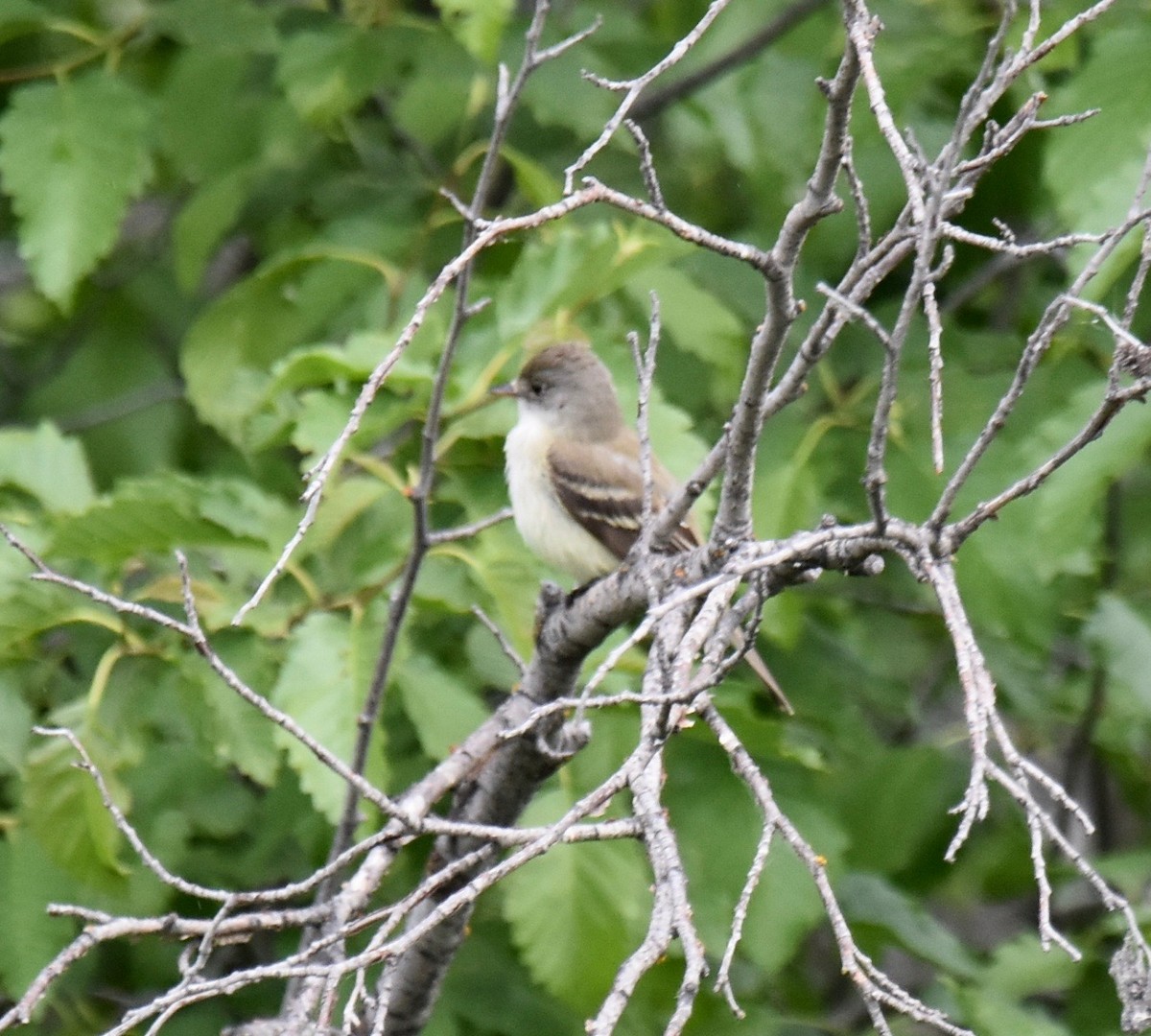 Willow Flycatcher - ML166043061