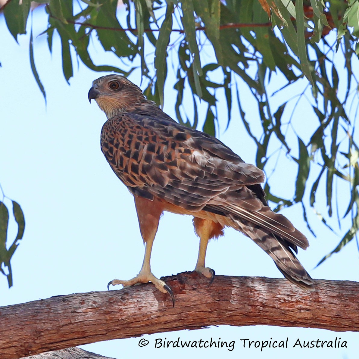 Red Goshawk - ML166043081