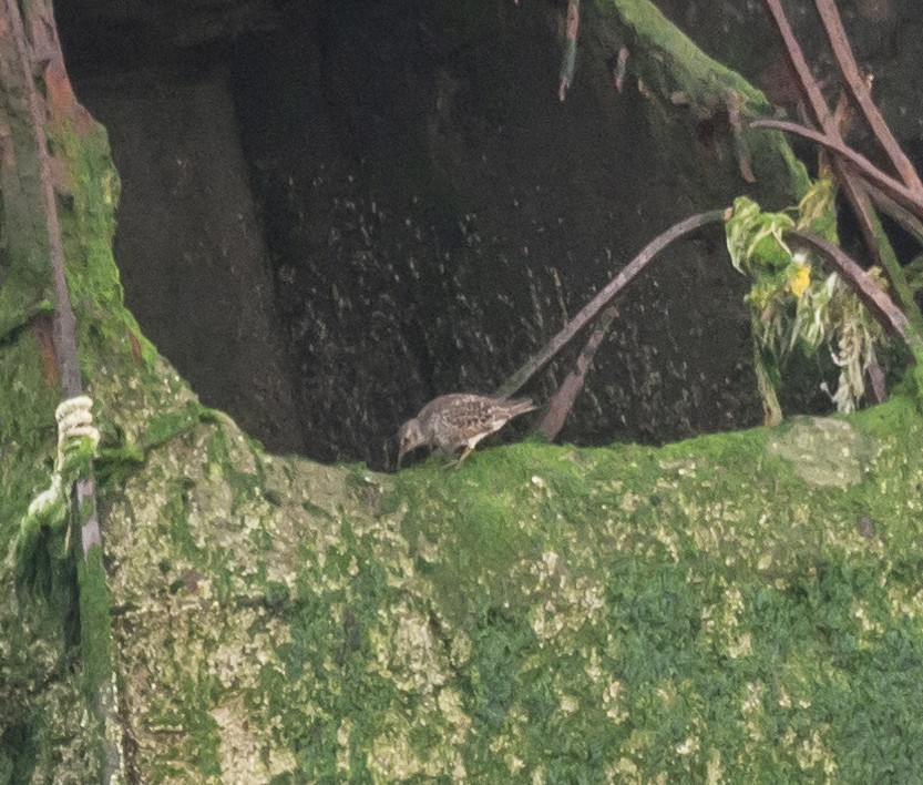 Purple Sandpiper - ML166043181