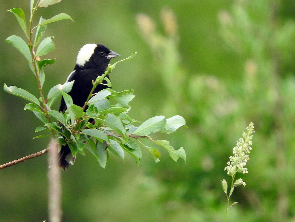 Bobolink - ML166043311