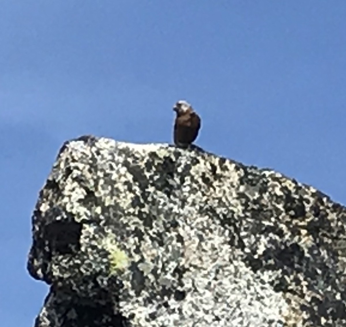 Gray-crowned Rosy-Finch - ML166043741