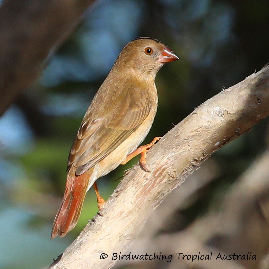 Star Finch - Doug Herrington || Birdwatching Tropical Australia Tours