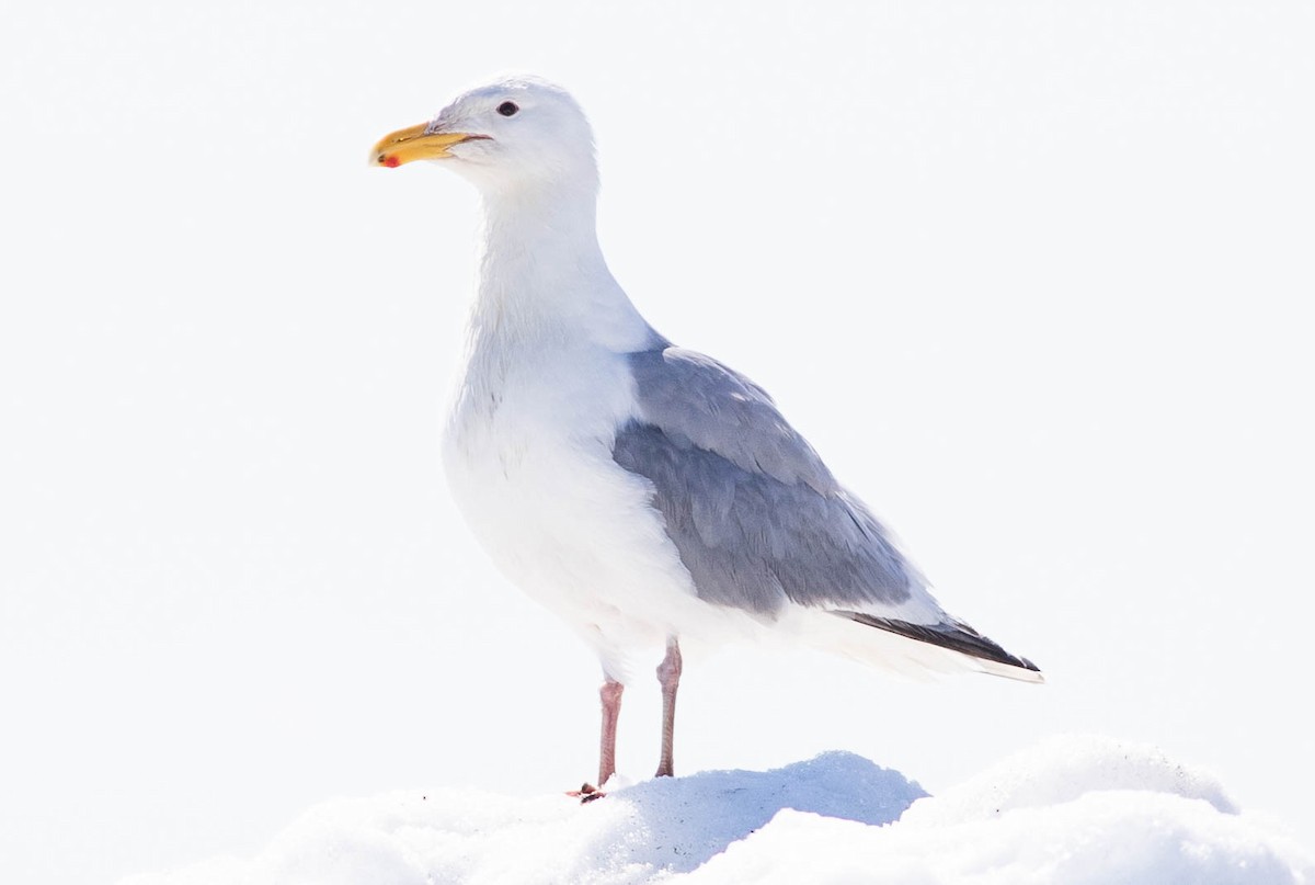 Herring x Glaucous-winged Gull (hybrid) - ML166045851