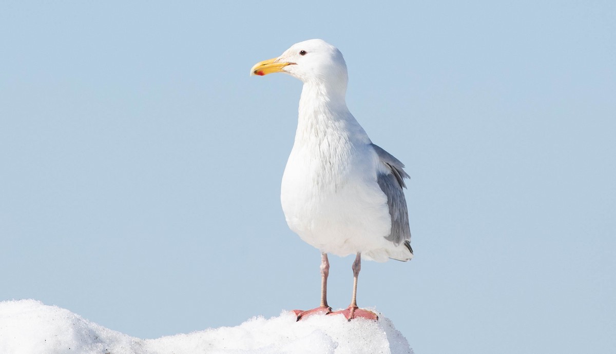 Herring x Glaucous-winged Gull (hybrid) - ML166045871