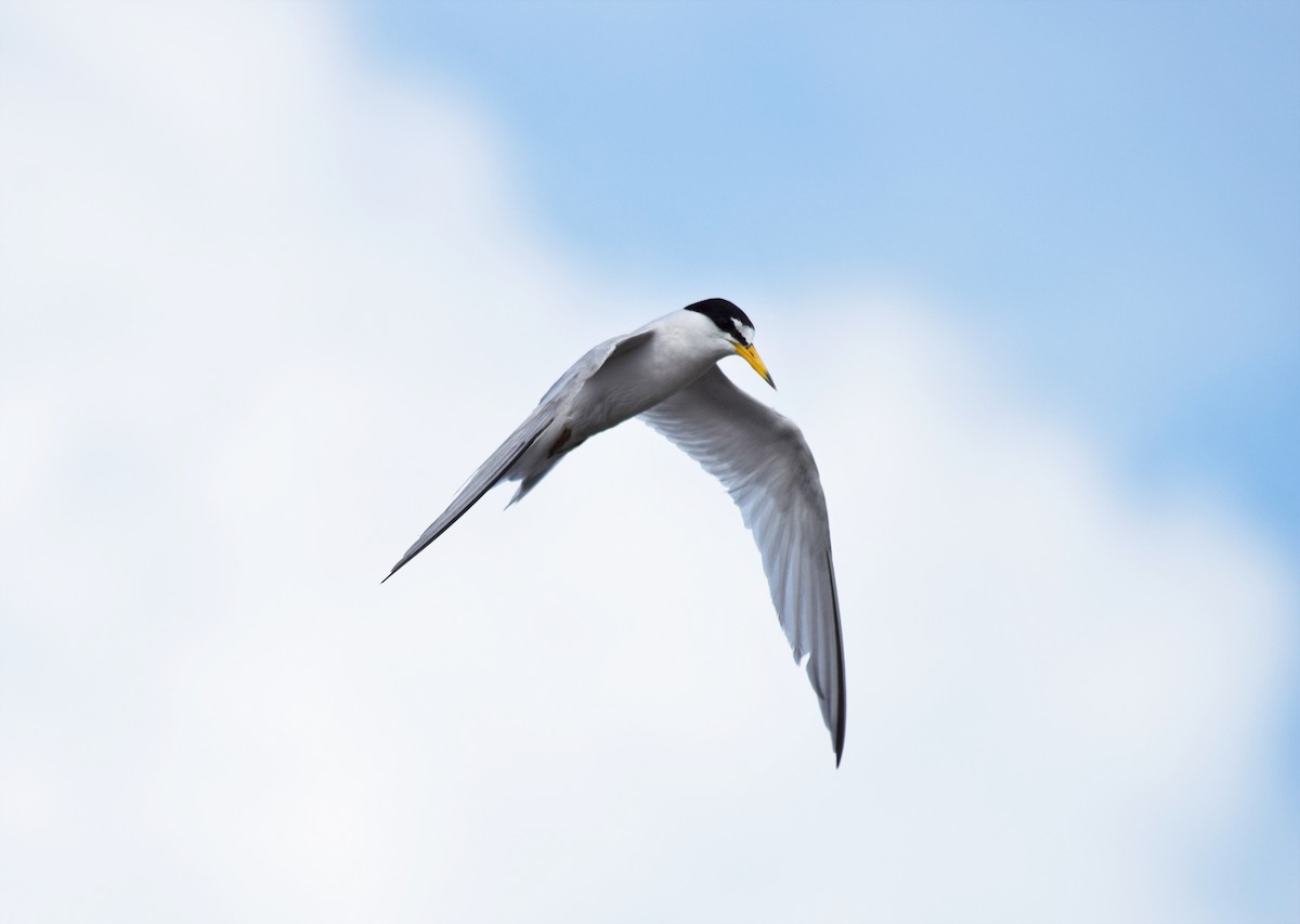 Least Tern - Pam Vercellone-Smith