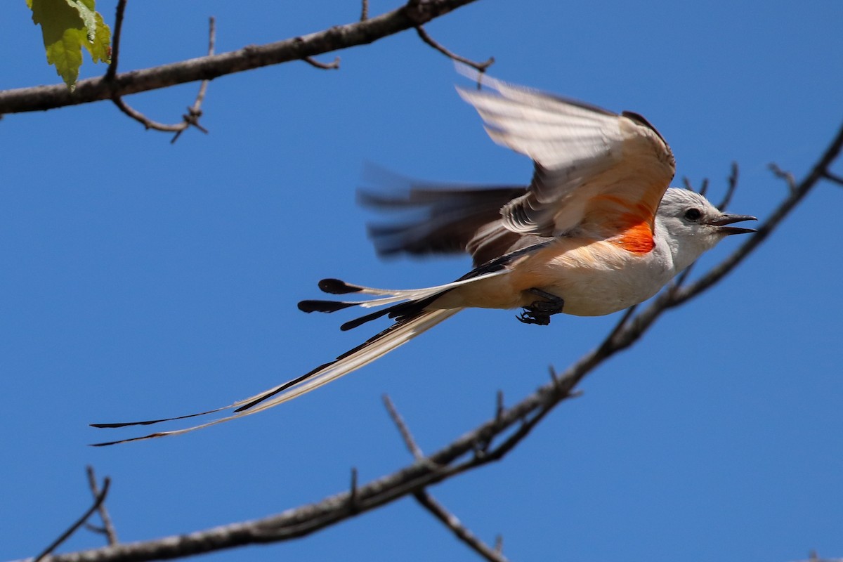 Scissor-tailed Flycatcher - ML166048681