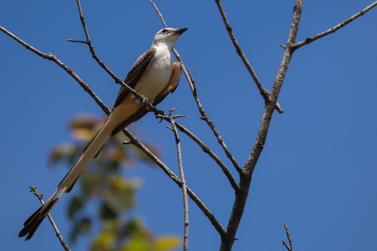 Scissor-tailed Flycatcher - Martina Nordstrand