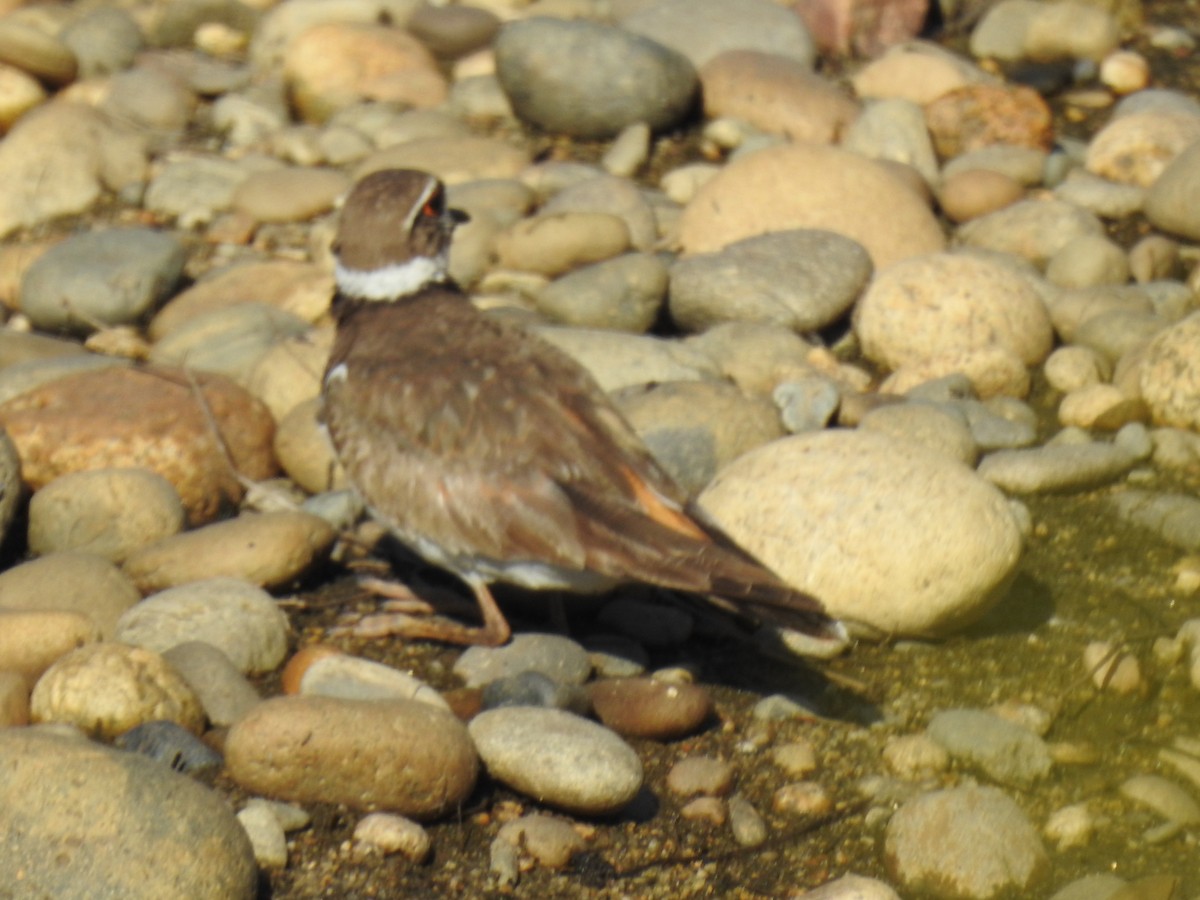 Killdeer - ML166049601