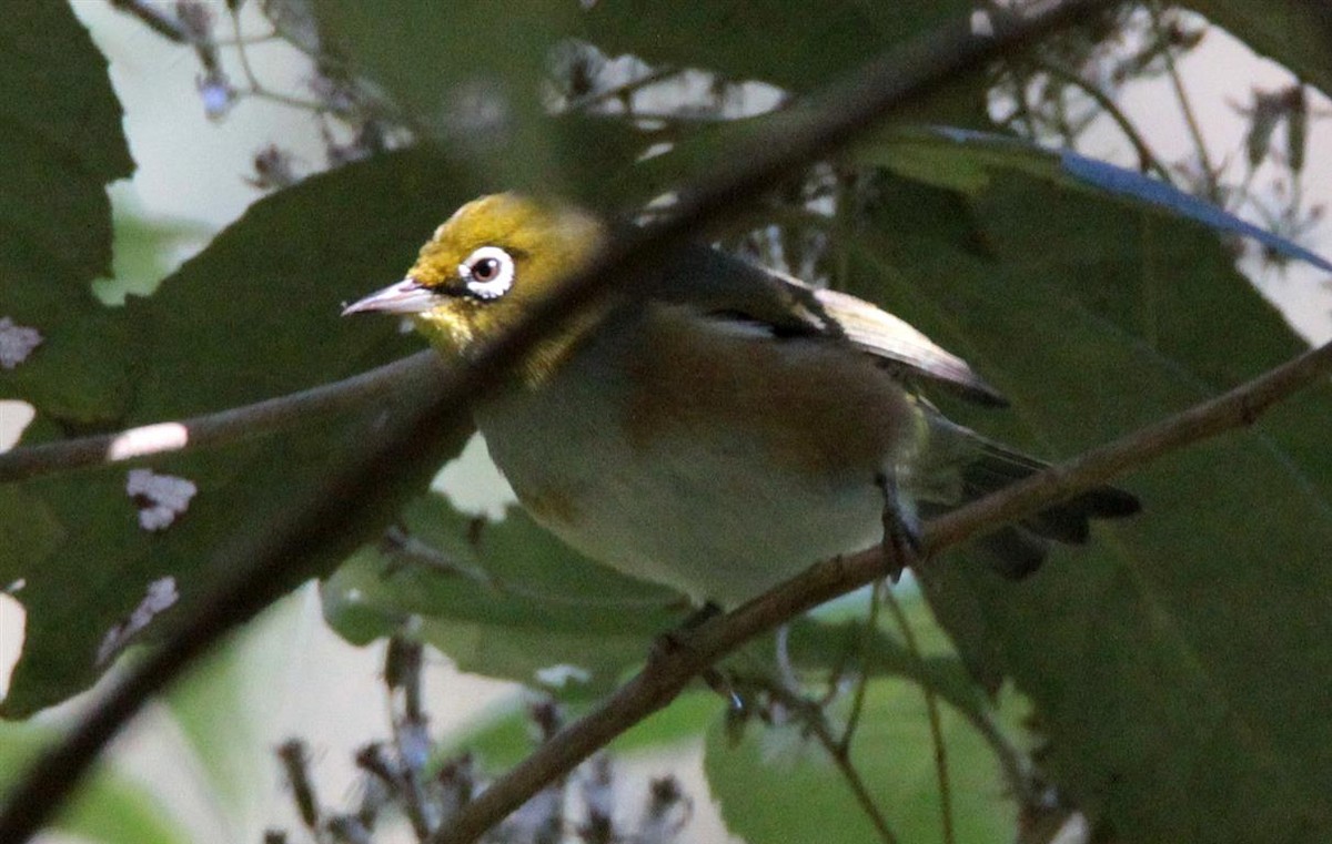 Silvereye - ML166052711