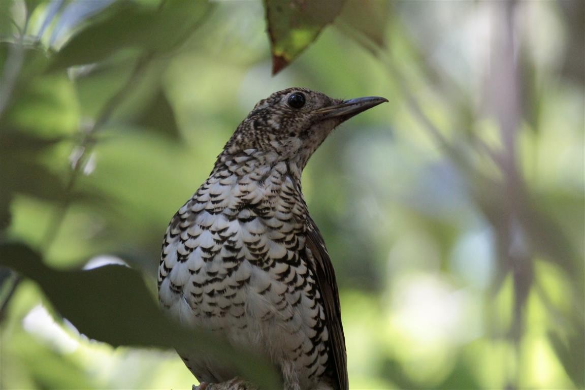 Bassian Thrush - ML166052751