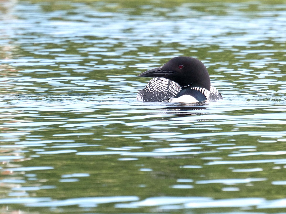 Plongeon huard - ML166054481