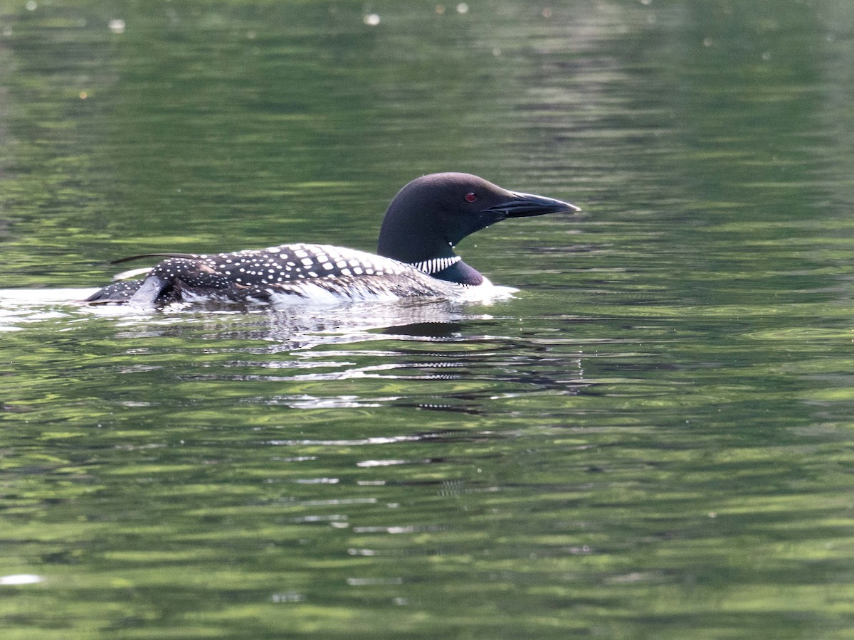 Common Loon - Susan Elliott