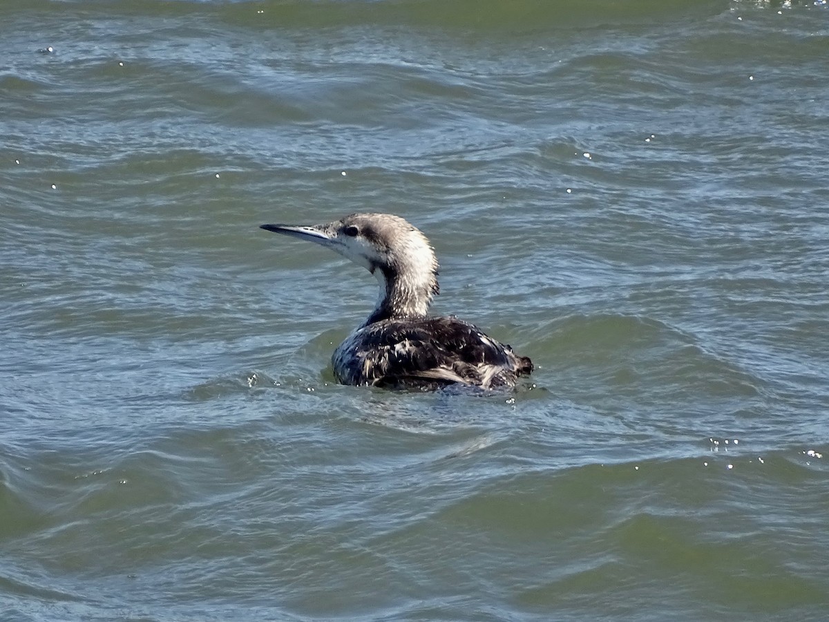 Pacific Loon - Jeffrey Roth