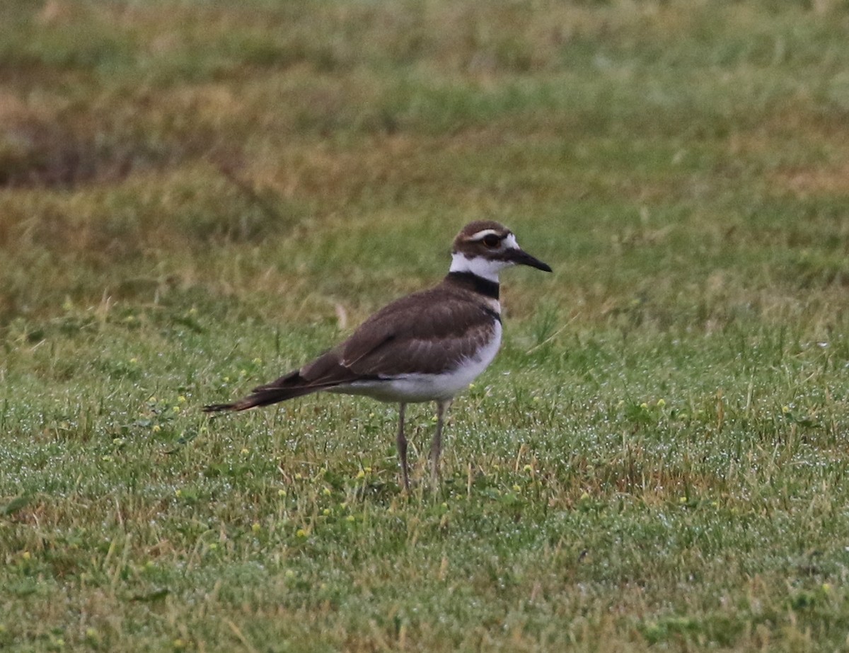 Killdeer - Tom Benson