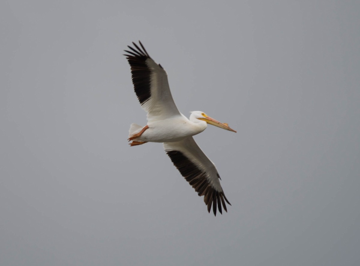 American White Pelican - Jordan Broadhead