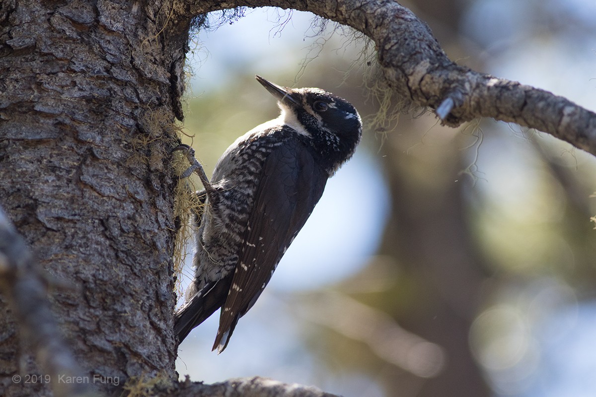 American Three-toed Woodpecker - ML166058711