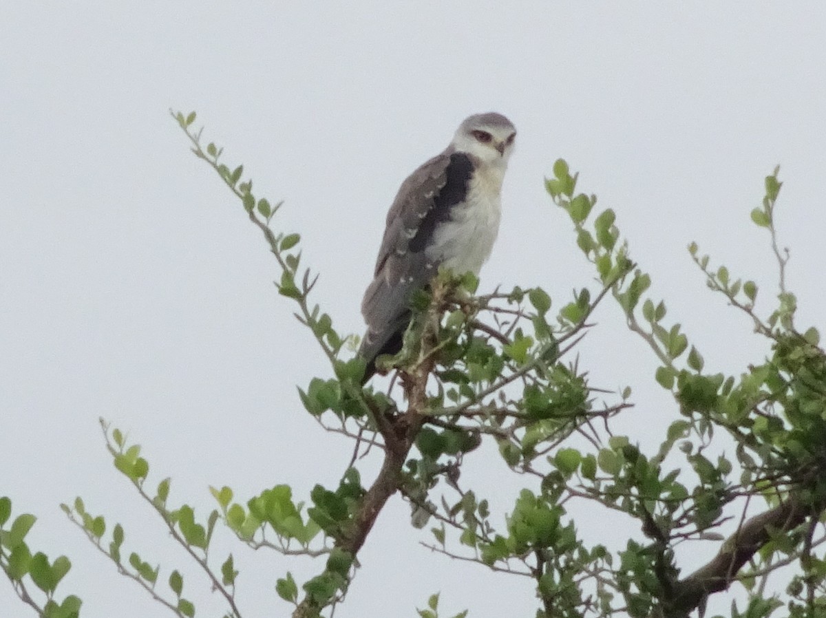 Black-winged Kite - ML166059201